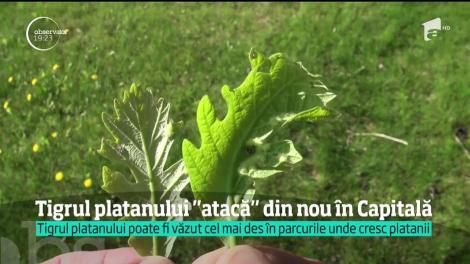 Tigrul Platanului invadează şi &icirc;n acest an parcurile din Bucureşti