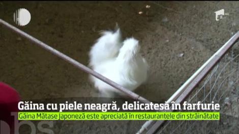 Găinile româneşti au concurenţă exotică, în farfurie