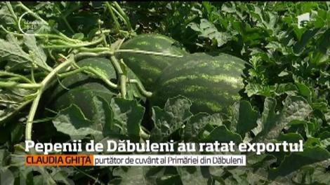 Pepenii de Băbuleni au ratat exportul. În lipsa unei cooperative, pepenii nu pot fi livrați în cantități mari