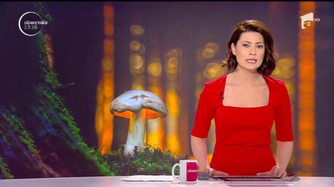 Doi bărbaţi din Bistriţa au fost la un pas de moarte după ce au mâncat ciuperci culese din pădure