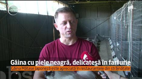 Găina cu piele neagră, delicatesă în farfurie. Ouăle acestor găini sunt bune în tratamentul bolilor Alzheimer și Parkinson