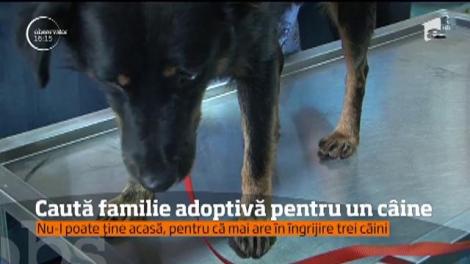 Caută familie adoptivă pentru un câine. Profesoara a avut grijă de el cât a locuit în curtea unei instituții