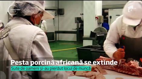 A fost depistată la Constanța! Pesta porcină bagă românii în sperieți! Autoritățile încearcă să oprească răspândirea virusului