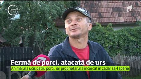 Ferma unui localnic din comuna mureșană Poienița, atacată de urs