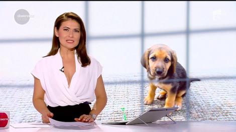 Adoptă un câine! Animalele prezentate la târgul de adopții din Prahova sunt vaccinate și deparazitate