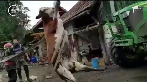 Misiune DE NEUITAT pentru pompierii din Sfântu Gheorghe! Echipajul de descarcerare a fost chemat să scoată dintr-un canal…o vacă