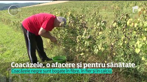 Coacăzele negre pot fi o afacere de mii de euro. Ne-o demonstrează o femeie din Mureş, care a renunţat la munca de birou pentru agricultură