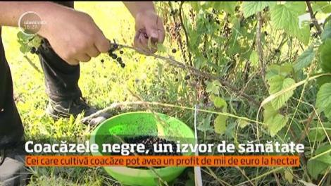 O femeie din judeţul Mureş s-a săturat să stea de dimineaţă p&acirc;nă seara &icirc;nchisă &icirc;ntr-un birou, aşa că şi-a creat propria afacere