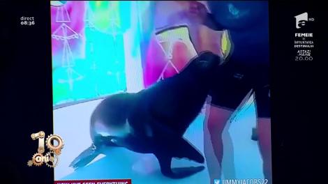Smiley News! Instructorul de la delfinariu care a ațipit în timpul serviciului