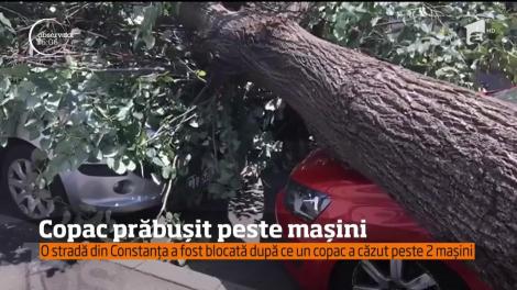 GHINION! Doi șoferi și-au văzut mașinile distruse de… un copac. Proprietarii intră în RĂZBOI cu autoritățile