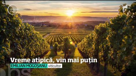 Vremea extremă din acest an pune în pericol producţia de vin!