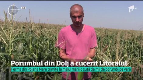 A lăsat domeniul IT deoparte pentru agricultură! Afacerea care aduce un profit de mii de euro la hectar
