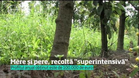 Un tânăr din Bihor a avut curajul să-şi investească banii şi munca într-o afacere inedită: livada superintensivă
