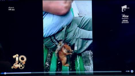 Nu se poate așa ceva... Veverița de București, sparge semințe în parcul IOR!