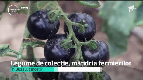 Fermierii s-au pus pe… inventat legume de poveste! Beneficiile MIRACULOASE pe care le au legume precum castravetele-știulete de porumb