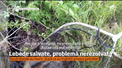 Mai multe lebede, VICTIME ale nepăsării oamenilor! Vinovații au primit amenzi usurătoare!