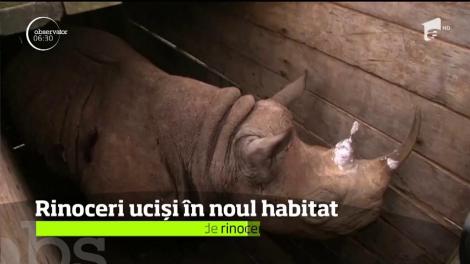Dezastru în Kenya. Opt rinoceri negri dintr-o specie aflată în pericol critic de dispariţie au murit , după ce au fost transportaţi către o nouă rezervaţie