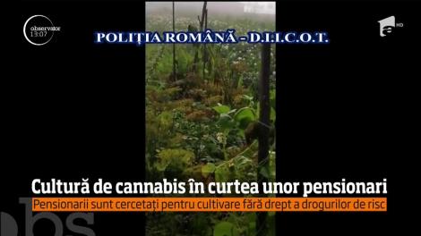 Cultură impresionantă de cananbis găsită în gospodăriile unor pensionari din Covasna!