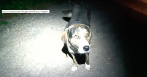 Un câinele al nimănui a salvat viaţa unui biciclist care se accidentase pe un traseu montan