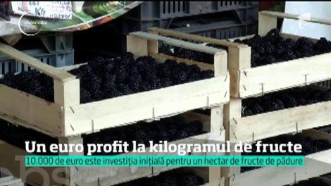 Un euro profit la kilogramul de fructe! 10 mii de euro este investiția inițială pentru un hectar de fructe de pădure