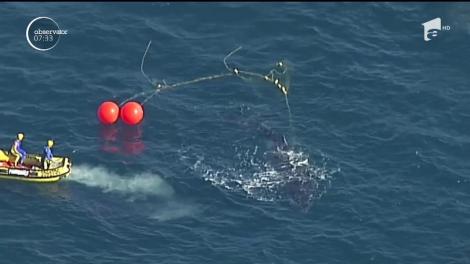 Operaţiune de salvare spectaculoasă pe Coasta de Est a Australiei