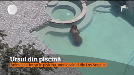 Un urs a găsit modalitatea perfectă să se răcorească, într-o zi caniculară