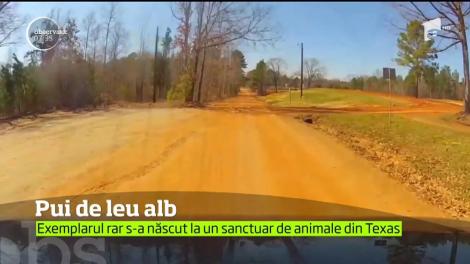 Un sanctuar de animale din Texas are o nouă vedetă, un pui de leu alb
