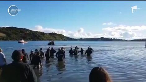 Mobilizare generală pe o plajă din Chile pentru salvarea unei balene