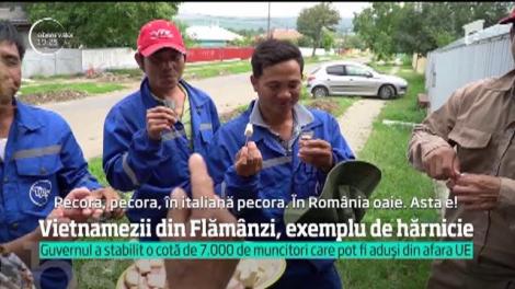 Când România rămâne fără muncitori, vin vietnamezii. O echipă cu chef de muncă a ajuns tocmai la Flămânzi, în Botoşani, şi s-a integrat perfect