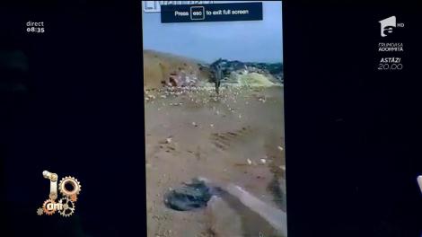 Smiley News. Au crezut că aruncă ouă stricate la gunoi, dar au avut parte de o surpriză cu puf! Ce s-a întâmplat la câteva zile este uimitor