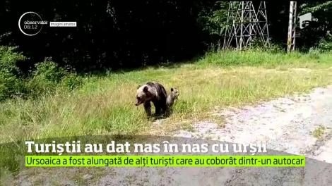 Mai mulţi turişti care mergeau pe Transfăgărăşan s-au trezit faţă în faţă cu o familie de urşi