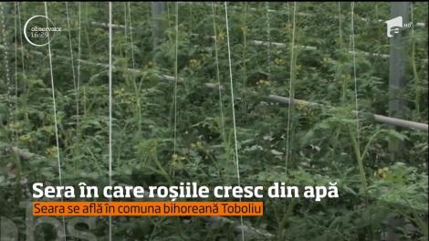Un tânăr de 22 de ani, din Bihor, a reuşit să-şi facă o seră de cea mai nouă generaţie, în care cultivă roşii cherry