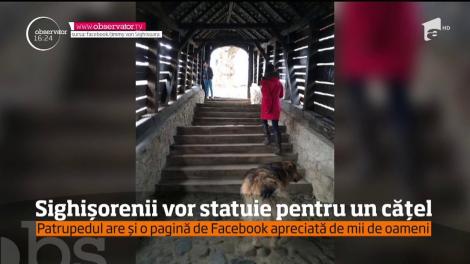 Jimmy, câinele-simbol al Cetăţii Sighişoarei, a încetat din viaţă, însă un artist local intenţionează să-i facă o statuie
