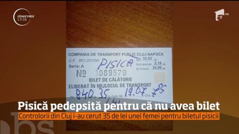 O pisică neagră a fost suprataxată, pentru că circula fără bilet într-un autobuz din Cluj-Napoca