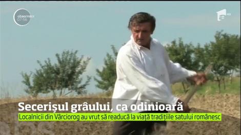 Secerișul grâului, ca odinioară! Localnicii din Vârciorog, Bihor, au vrut să readucă la viață tradițiile satului românesc