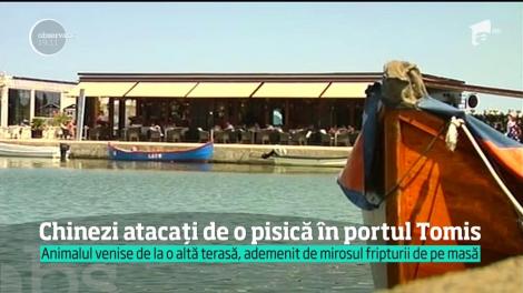 Incident TERIBIL la malul mării! Trei copii chinezi au fost atacați de o pisică  