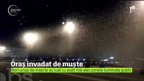 Oraşul Vitebsk, din Belarus, invadat de muște