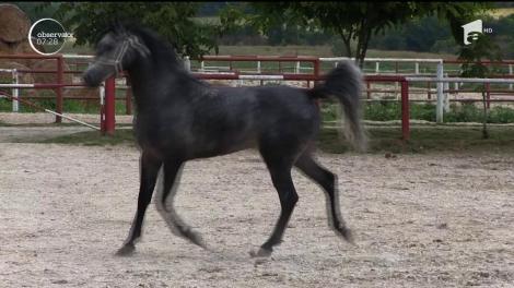 Caii de rasă din Herghelia Națională, o comoară inestimabilă