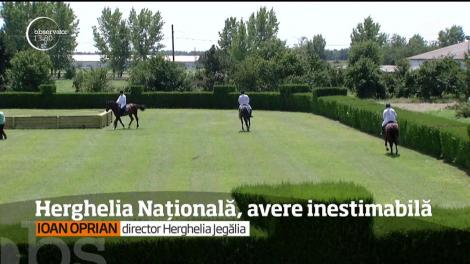 Prea puţini ştiu asta dar ţara noastră deţine o herghelie naţională de o valoare impresionantă