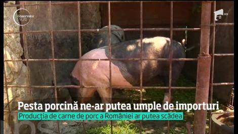 Pesta porcină ar putea umple România de importuri
