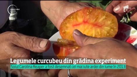 În grădina unui agricultor din Bistriţa, roşiile au formă de ardei, iar păstăile de fasole depăşesc un metru