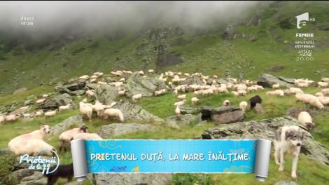 Interviu inedit la peste 2000 de metri înălțime: ”Ea e Pamela. Ne păzește de lighioanele din munți”