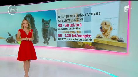 Pet sitter, afacerea verii