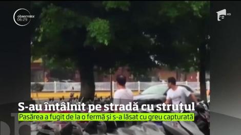 Surpriză pentru locuitorii unui orăşel din sudul Chinei: s-au întâlnit pe stradă cu un.struţ, care evadase de la o fermă din apropiere