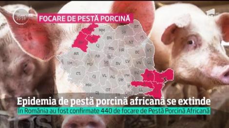 Scandal internaţional după o declaraţie a lui Petre Daea, care a asociat sacrificarea porcilor bolnavi de pestă porcină cu genocidul de la Auschwitz