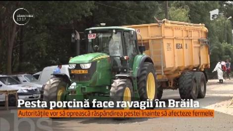 Speriate de pesta porcină care face ravagii în gospodăriile din Brăila, autorităţile iau măsuri drastice