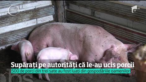 Stare de alertă &icirc;n mai multe localităţi din Ialomiţa, după depistarea a opt focare de pestă porcină