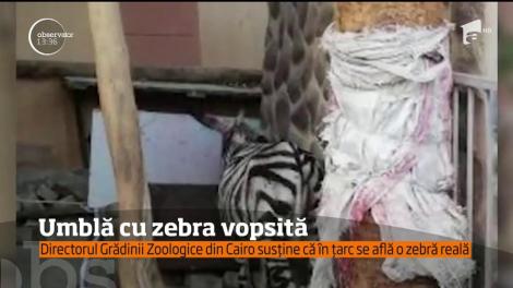 O grădină zoologică din Egipt umblă cu zebra vopsită