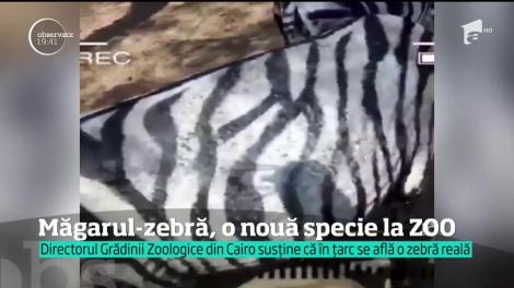 O grădină zoologică din Egipt umblă cu zebra vopsită