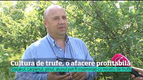 "Caviarul ciupercilor" a devenit o adevărată afacere. Cum se c&acirc;ştigă bani frumoşi dintr-o cultură de trufe